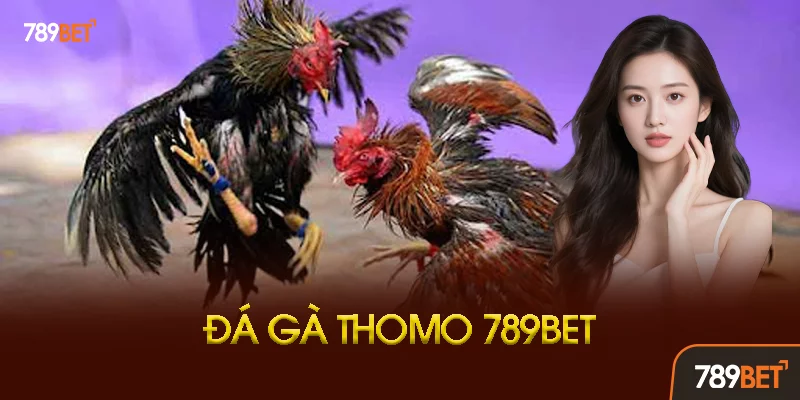 Đá Gà Thomo Là Gì? Tại Sao Lại Hot Đến Vậy?